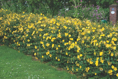 Jonažolė 'Hidcote'
