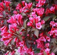 Veigelė Gražiažiedė 'Nana Purpurea'