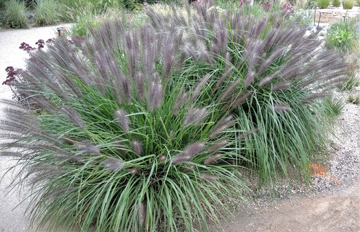 Soruolė 'Viridescens'