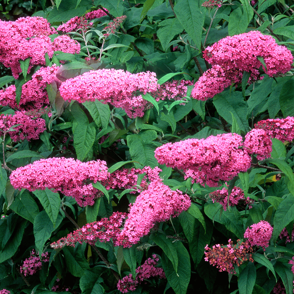Budlėja 'Pink Delight'