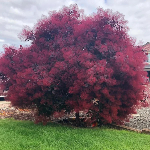 Pūkenis 'Royal Purple'