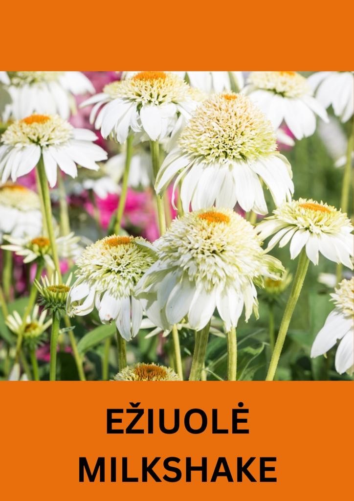 Ežiuolė 'Milkshake'