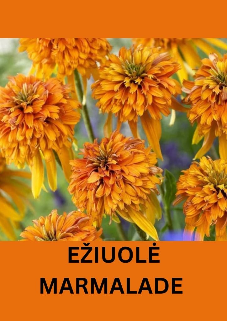 Ežiuolė 'Marmalade'