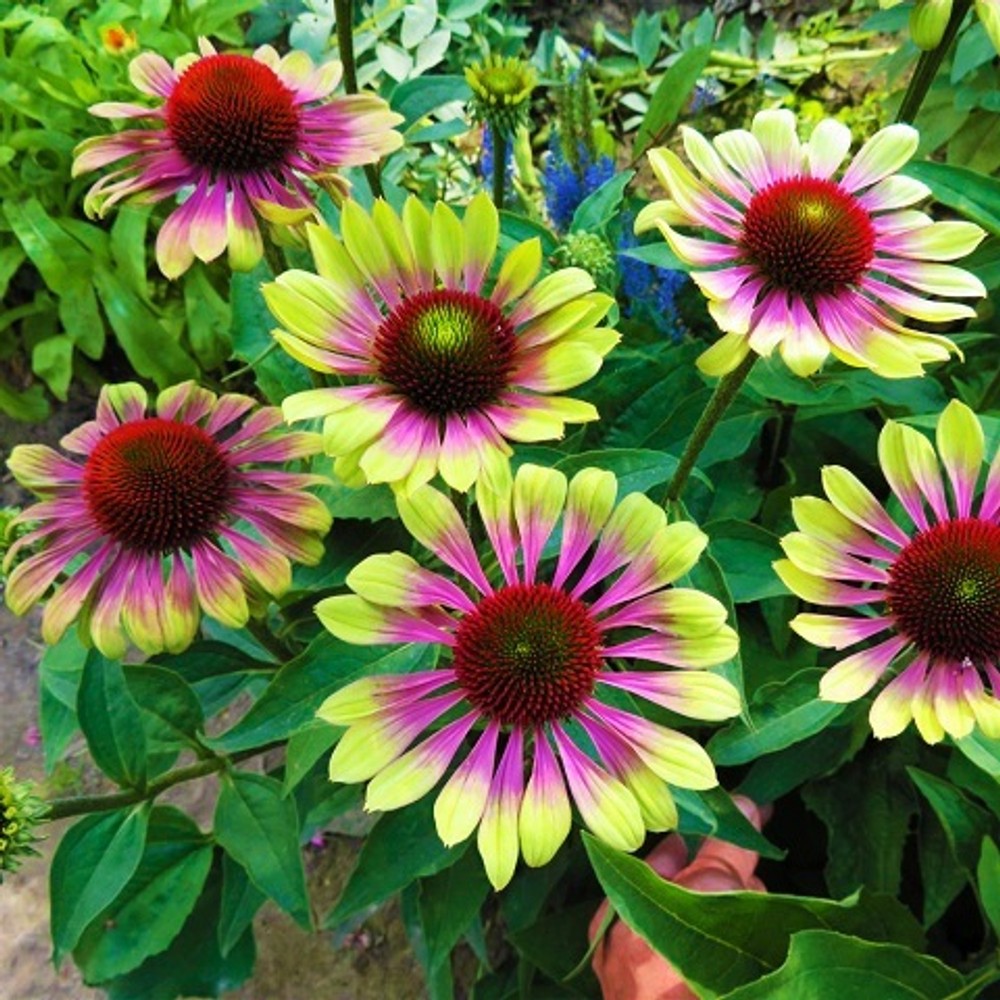Ežiuolė 'Prairie Blaze Vintage Lime'