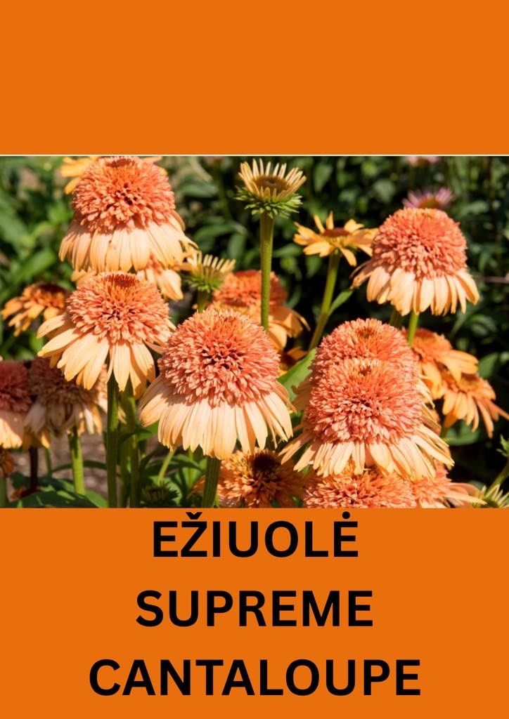 Ežiuolė 'Supreme Cantaloupe'