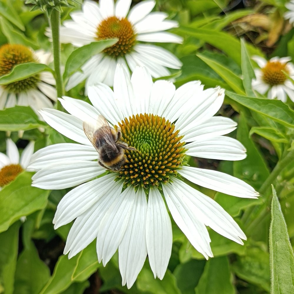 Ežiuolė 'Prairie Splendor Compact White'
