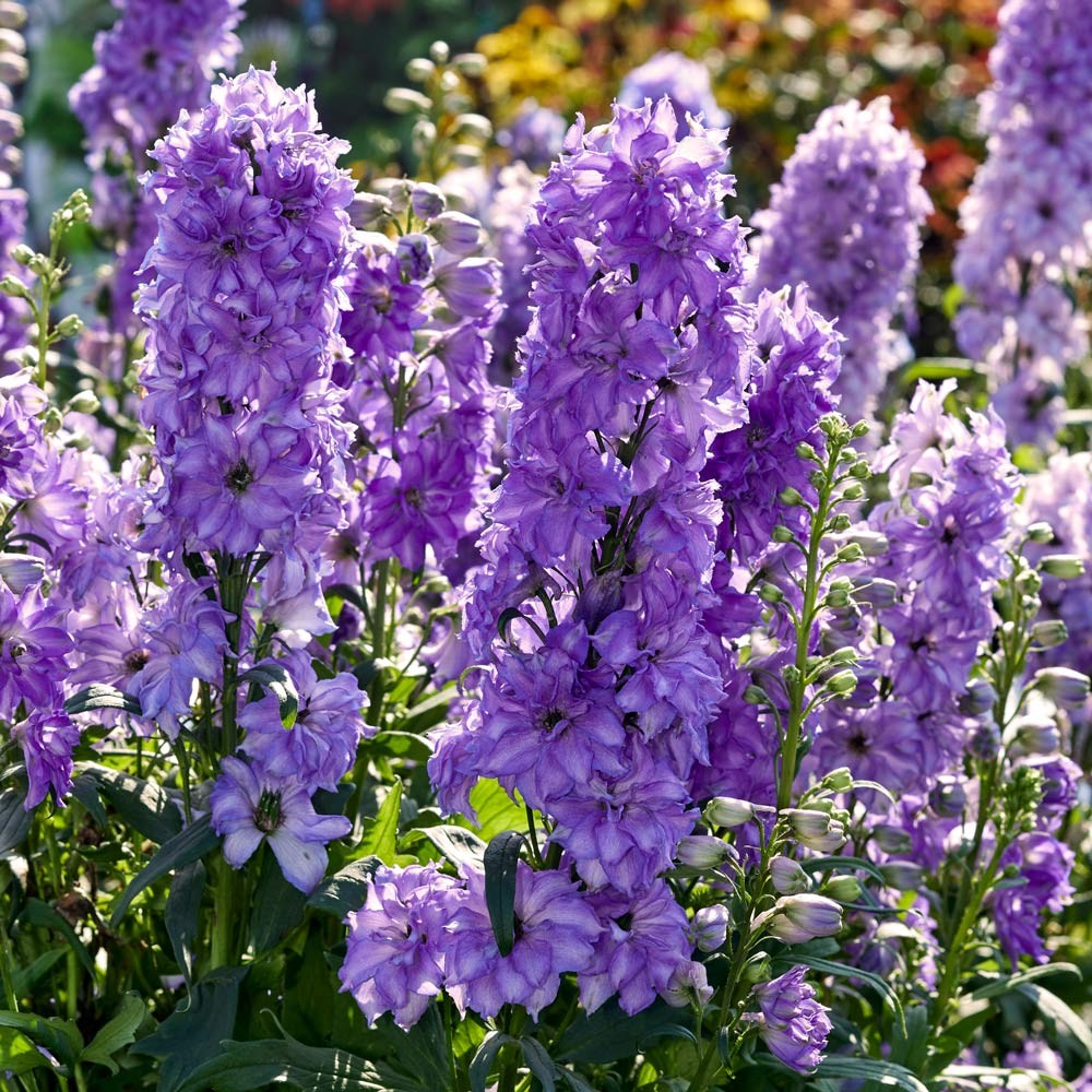 Pentiniai 'Breezin'