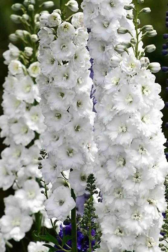 Pentiniai 'Excalibur Pure White'