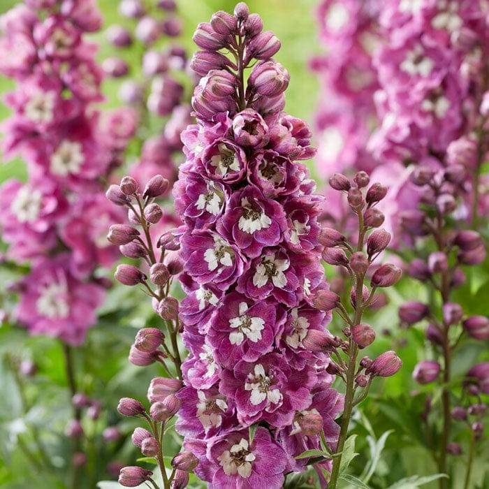 Pentiniai 'Rose White Bee'