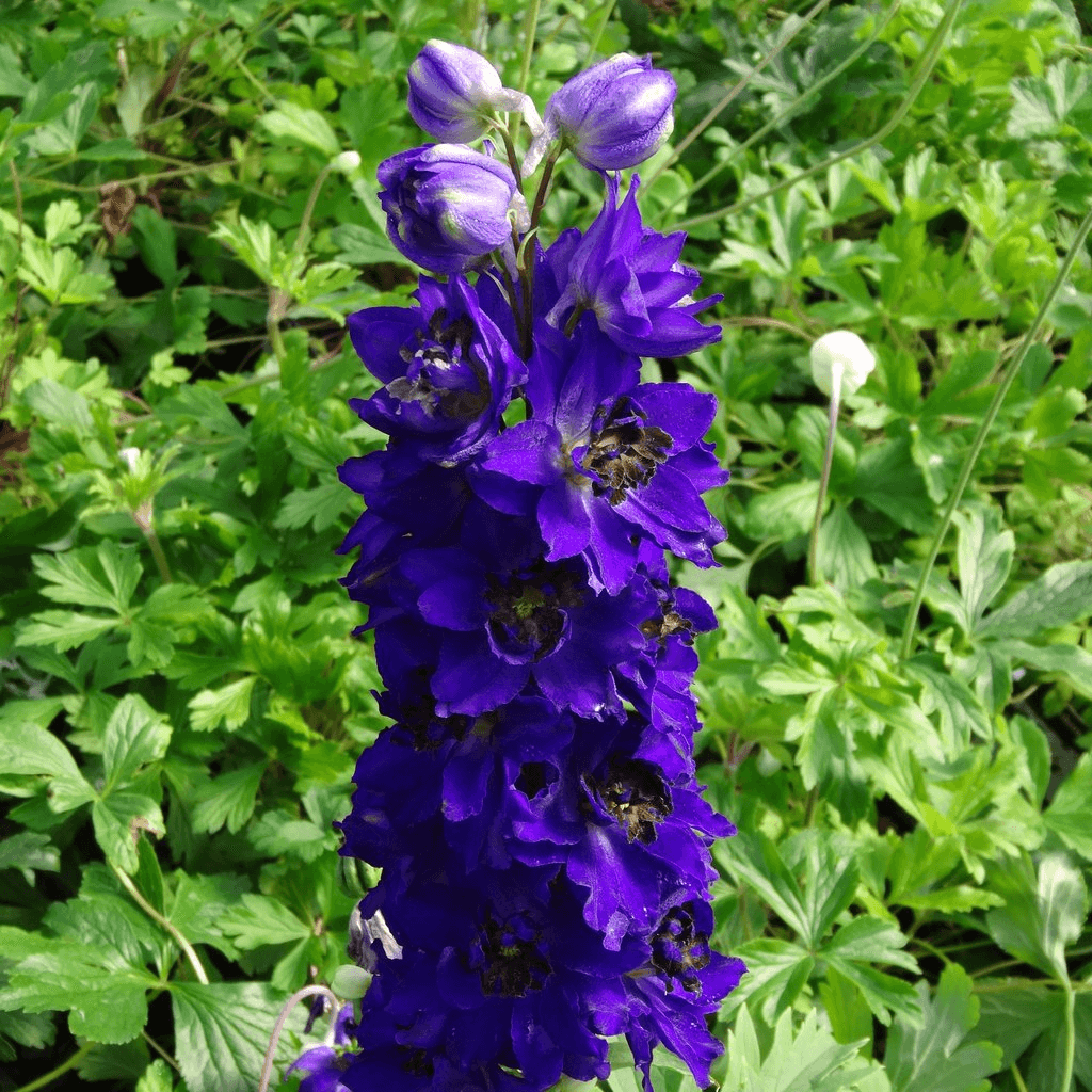 Pentiniai 'Blue Black Bee'