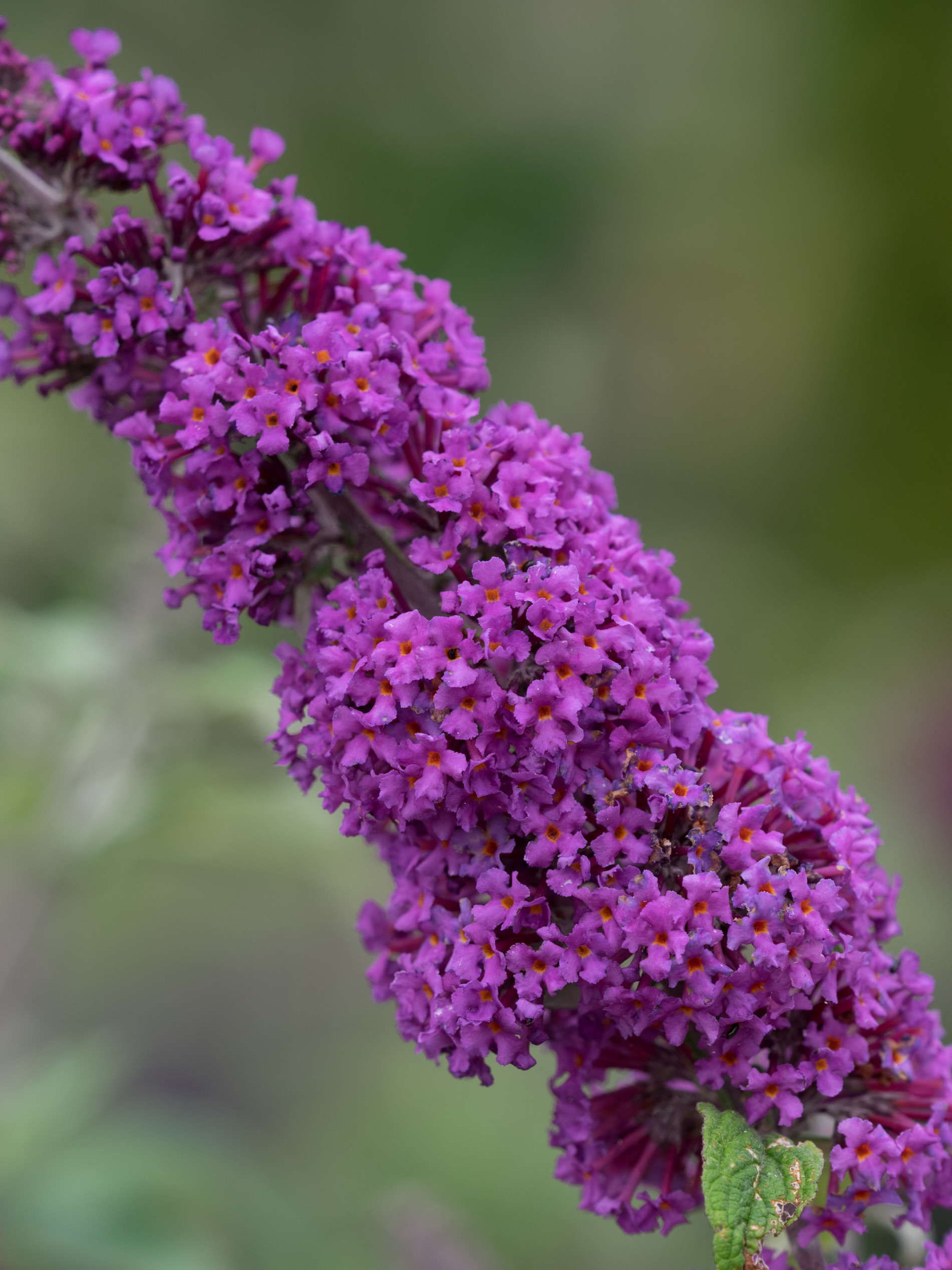 Budlėja 'Border Beauty'