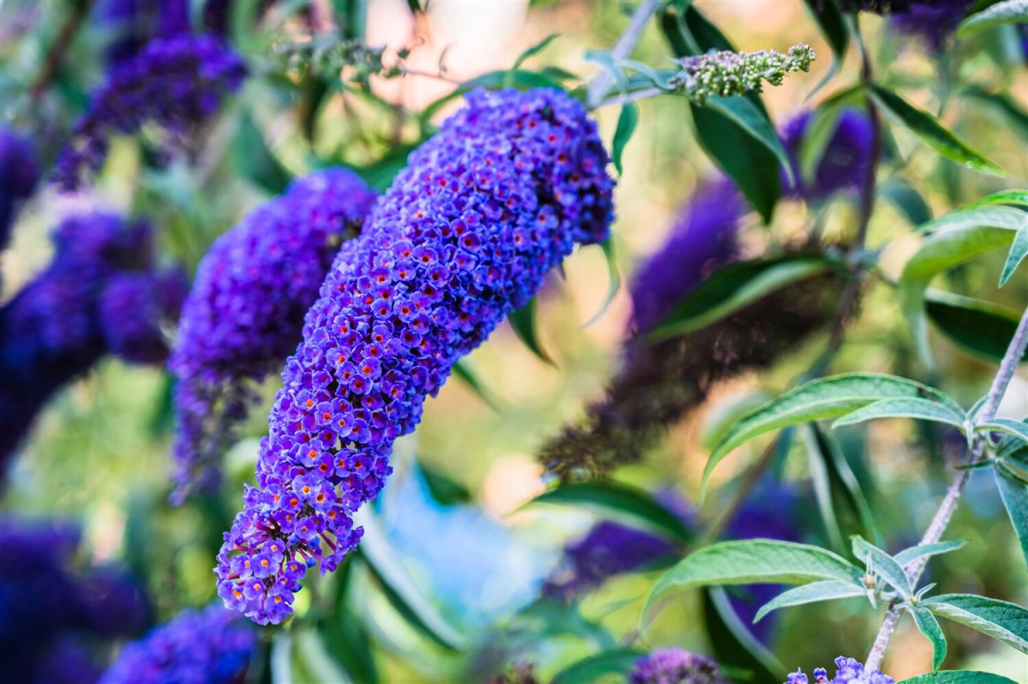 Budlėja 'Nano Blue'