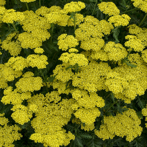 Kraujažolė 'Summer Lemon'