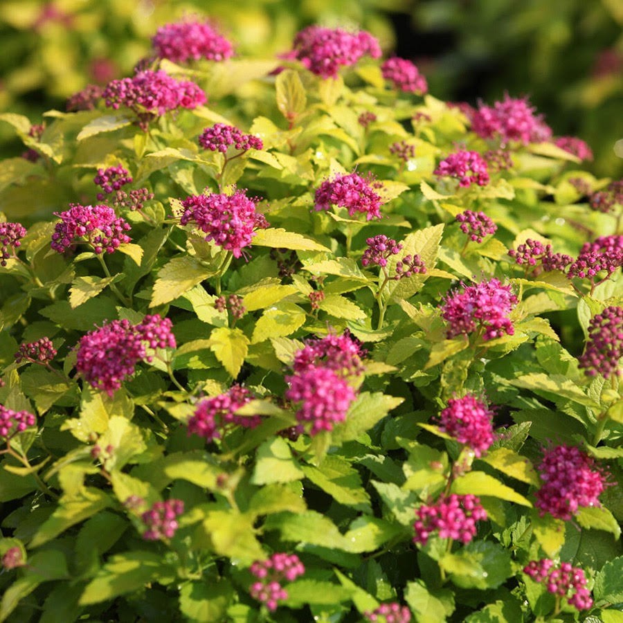 Lanksva 'Candelight'