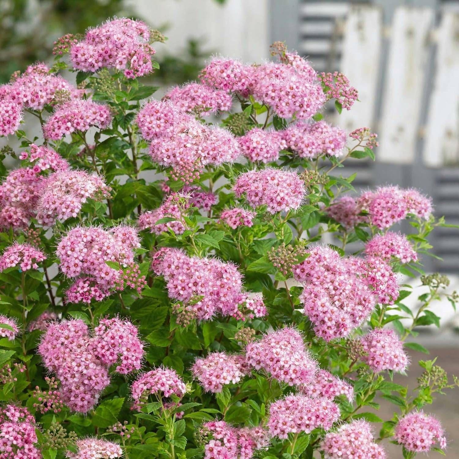 Lanksva 'Little Princess'