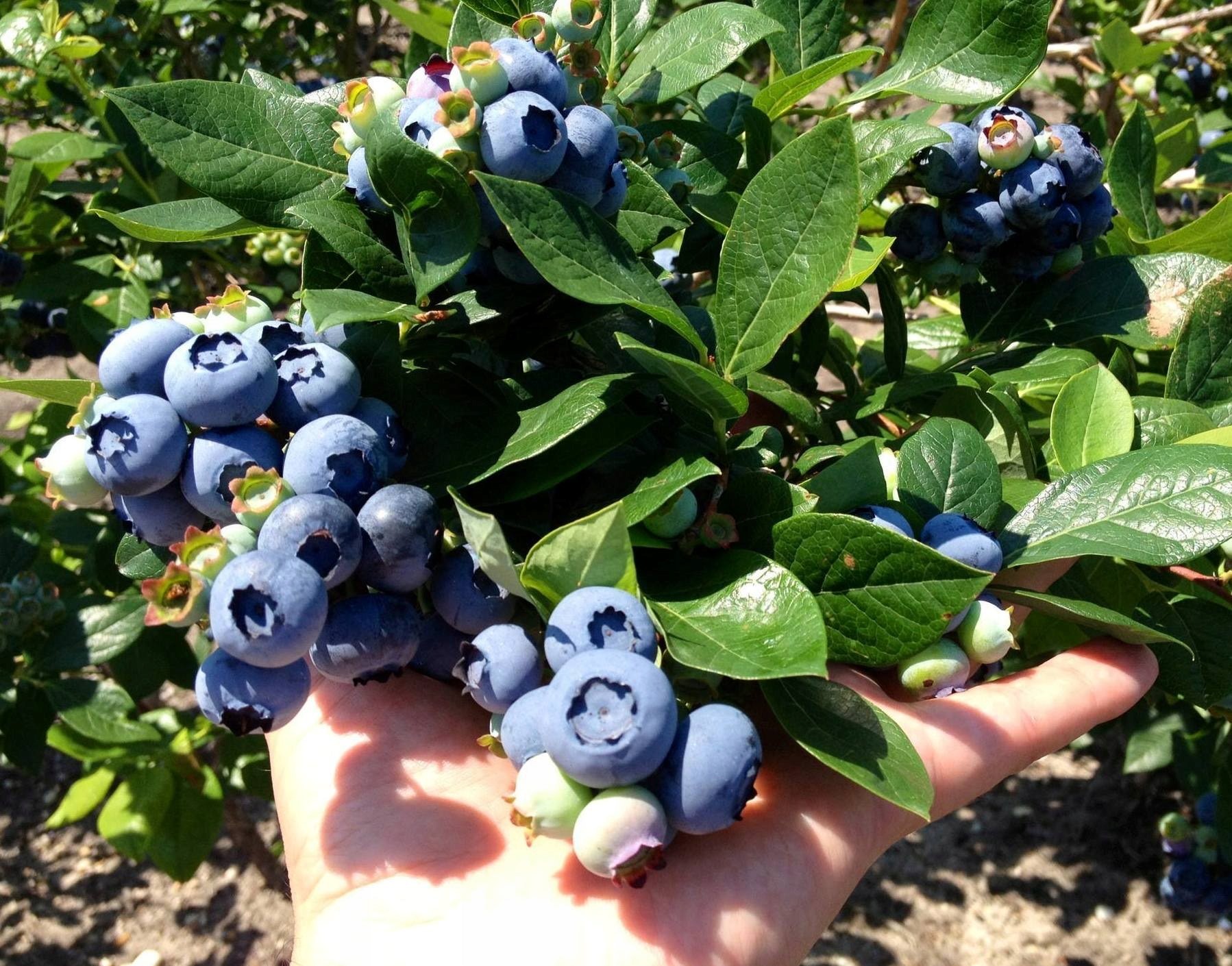 Šilauogė 'Bluecrop' (vidutinio ankstyvumo)