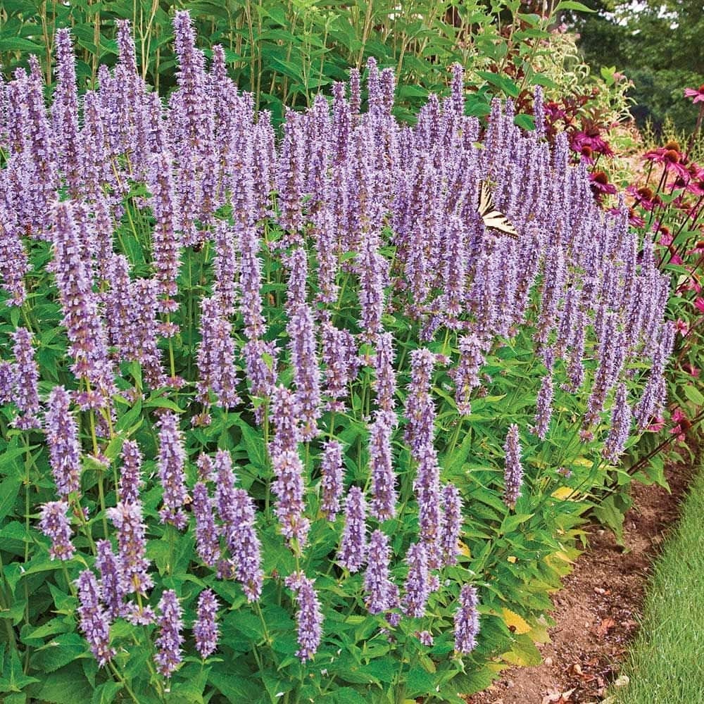 Kinmetė 'Spicey'