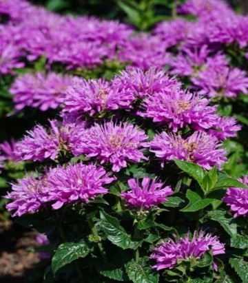Monarda 'Baby spice'