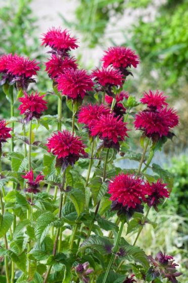 Monarda 'Fireball'