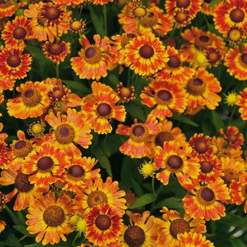 Saulainė 'Hayday Orange'