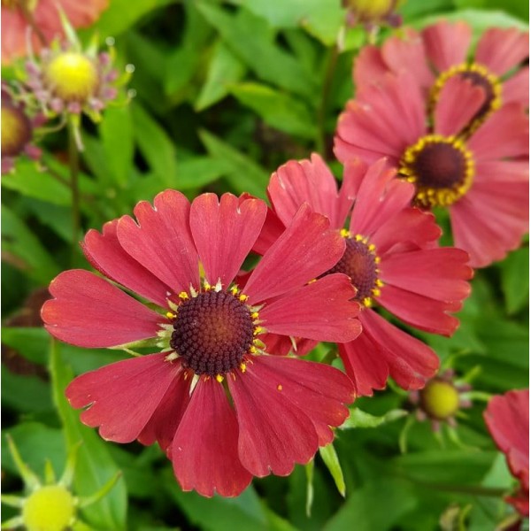 Saulainė 'Hayday Red'